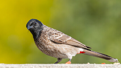 Wall Mural - A Red Vented Bulbul full length
