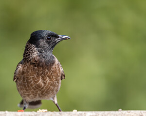 Wall Mural - A Red vented bulbul on a wall