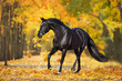Black stallion trotting against fall yellow trees