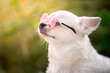 Portret białego psa rasy chihuahua w różowych okularach 