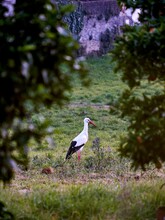 Vertical Shot Of A Single Stork In The Wild Nature