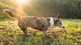 Fototapeta Zwierzęta - Pies rasy corgi na łące w czasie wschodu słońca