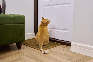 Big red cat sitting near the front door waiting