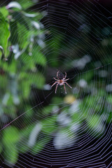 Wall Mural - The spider hunts on the web. Horror background. Spider web trap concept. Insect macro.
