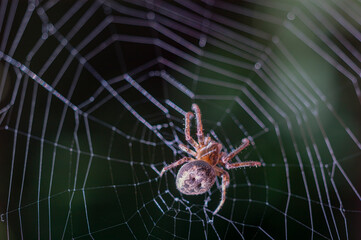 Wall Mural - The spider hunts on the web. Horror background. Spider web trap concept. Insect macro.