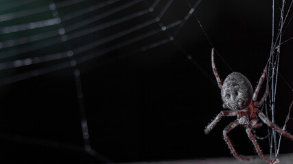 Wall Mural - The spider hunts on the web. Horror background. Spider web trap concept. Insect macro.