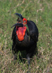 Wall Mural - Southern ground hornbill swallowing an insect