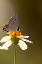 A Butterfly That I Believe To Be A Grey Hairstreak (Strymon Melinus) On A White Flower In Parrish, Florida. Species ID Is Tentative. 