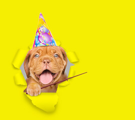 Poster - Happy Mastiff puppy wearing party cap looking through a hole in yellow paper and pointing on empty space