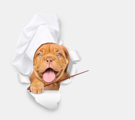 Poster - Happy puppy wearing a chef's hat looks through a hole in white paper points away on empty space