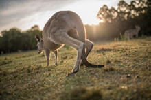 Eastern Grey Kangaroos Close Up