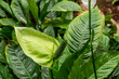 Spathiphyllum variegated Dominoes. Home plant