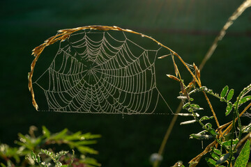 spider net art in the early morning

