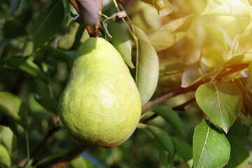 Wall Mural - Beautiful William Pear on Tree Branch