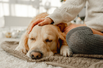 Golden retriever dog and girl