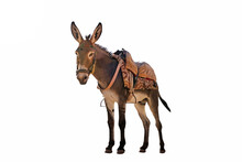 Donkey With A Saddle On The Back Isolated A On White Background