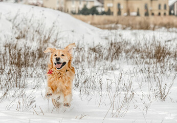 Wall Mural - Golden retriever dog in winter time