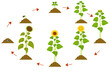 Sunflower life cycle. Infographic of plant growth stages from seed to maturity.