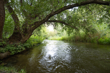 Poster - summer landscape near a small river