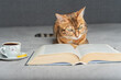 © Amerigo_images - Domestic cat with glasses reads a book.