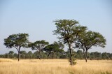 Fototapeta Sawanna - Savannah in the Katavi park in Tanzania, East Africa