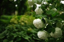 Closeup Shot Of Chinese Snowball Viburnum Flowers Hading From The Branch
