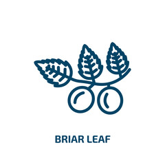 Poster - briar leaf icon from nature collection. Thin linear briar leaf, briar, leaf outline icon isolated on white background. Line vector briar leaf sign, symbol for web and mobile