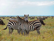 several zebras at a central point in the African savannah