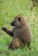 A baboon sitting on the grass smelling a red flower   