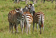 zebras on savana