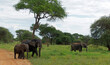 herd of elephants with a baby elephant on savannah in the background of acacia trees