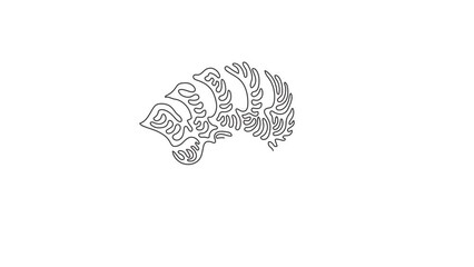 Poster - Animated self drawing of continuous line draw monstera leaf. Botany style concept for posters, wall art, tote bag, mobile case, t-shirt, sticker print. Swirl curl style. Full length one line animation