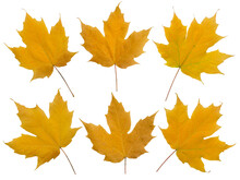 Set Of Six Yellow Fall Maple Leaves Isolated Transparent Png