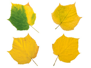 Wall Mural - set of four yellow fall leaves isolated transparent png