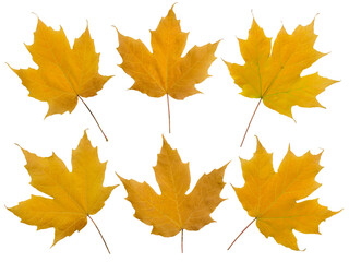 Wall Mural - set of six yellow fall maple leaves isolated transparent png