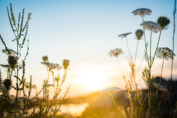 sunset in the field with flowers and high grass