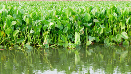 Common water hyacinth or Eichhornia crassipes