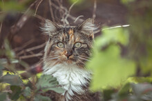 Portrait Of A Tricolor Calico Maine Coon Breed Cat In Summer Outdoors