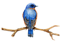 Blue Bird Sitting On A Branch, Watercolor Illustration On Transparent Background PNG