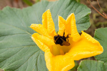 Bumblebee On A Flower Of A Pumpkin Plant 
