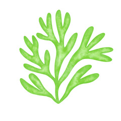 green seaweed leaf watercolor illustration