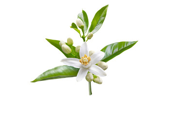 Wall Mural - Orange blossom branch with white flowers, buds and leaves isolated transparent png. Neroli citrus bloom.
