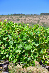 Wall Mural - Burgundy, France. Vineyards of Nuits-Saint-Georges. August 9, 2022.