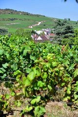 Wall Mural - Burgundy, France. Vineyards of Nuits-Saint-Georges. August 9, 2022.