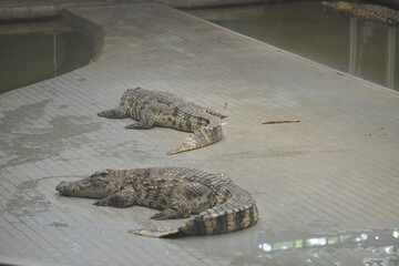 Big crocodiles lie and are waiting for the show performances