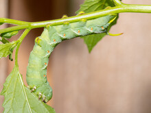A Tobacco Hornworm Caterpillar Feeds On A Tomatillo Plant In The Vegetable Garden.