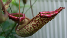 Nepenthes Or Pitcher Plant Close Up