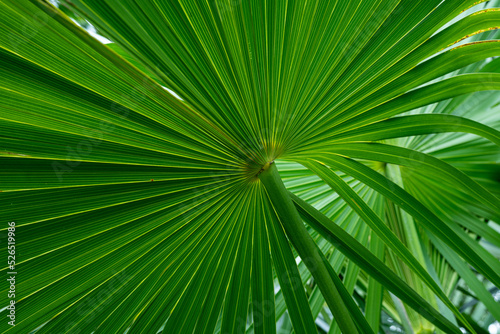 Fototapete - abstract green palm leaf texture, nature background, tropical leaf