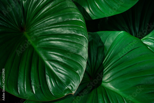 Fototapete - closeup nature view of tropical leaves background, dark nature concept