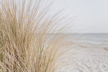 Sand Dunes With Beach Grass. Grass On The Beach